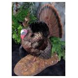 American Tom Turkey Full Body Taxidermy Mount on H