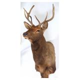 4x5 Bull Elk Shoulder Mount Taxidermy