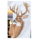 Non-Typical Drop Tine 16 Point Whitetail Deer Sho
