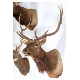 6x6 Bull Elk Shoulder Mount Taxidermy