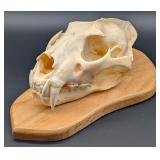 SCI GOLD MEDAL CLASS African Leopard Skull Taxider