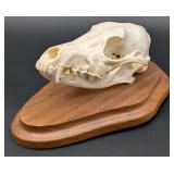 Coyote Skull Taxidermy Mount on European Style Woo