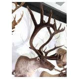 SCI GOLD MEDAL Quebec Labrador Canada Caribou Taxi