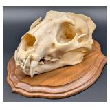 SCI GOLD MEDAL CLASS African Leopard Skull Taxider