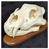 SCI GOLD MEDAL CLASS African Lion Skull Taxidermy