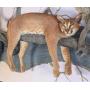 Day 2 - Live Largest Taxidermy Collection - Evansville, IN