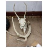 Deer skull and antlers