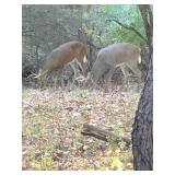 Braley Hunting Property Auction