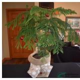 Norfolk Pine Inside Christmas Tree