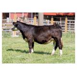 Tag 17 Bred Heifer - Registered Simmental