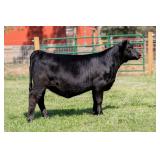 Tag 25 Heifer - Registered Angus