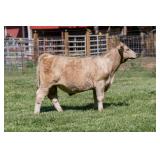 Tag 74 Steer - Reg. SimAngus