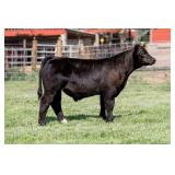 Tag 29 Steer