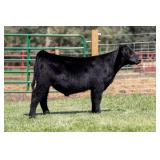 Tag 75 Steer