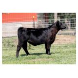 Tag 26 Steer - Registered Maine-Anjou