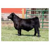 Tag 72 Steer