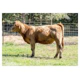 Tag 14 Bred Heifer- Commercial