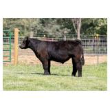 Tag 28 Steer