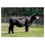 Tag 21 Bred Heifer - Registered 1/2 Simmental