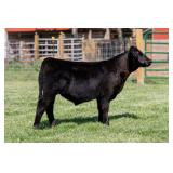 Tag 27 Steer