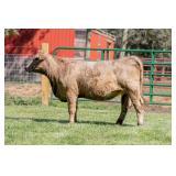 Tag 16 Bred Heifer - Registered 3/4 Simmental