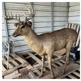 full mount 12 pt. buck, bldg:green