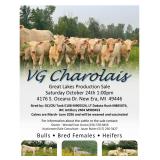 VG Charolais Great Lakes Production Sale