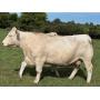VG Charolais Great Lakes Production Sale