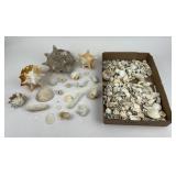 Seashells, Coral, Starfish Shells