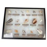 Large Display Case of Seashells with