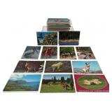 Animal Postcards: Schnauzer, Road Runner, Horses