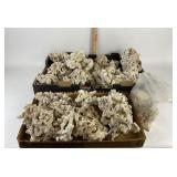 Dry Coral Reef Pieces