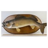 Aprox. 29"  Walleye Taxidermy Fish Wall Mount