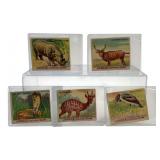 1930 World Wide Gun Cards Wild Animals Series