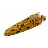 Approx. 22" Indian Corn Model