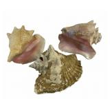 Conch Sea Shells With Pink Interiors