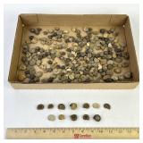 Collection of Small Ammonite Fossils