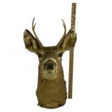 Deer Taxidermy Shoulder Mount With Antlers