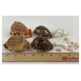 Seashells Collection: Bullmouth Helmet, Tiger