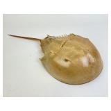 Horseshoe Crab Shell