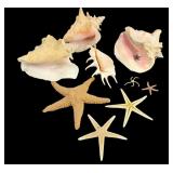 Seashells, Starfish, Marine Specimens