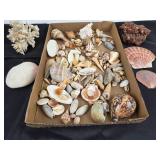 Seashells, Coral, Sand Dollar, Lava Rock