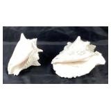 Conch Sea Shells