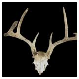 Deer Skull With Mounted Antlers