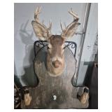 Taxidermy Whitetail Deer Mount Featuring A