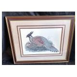 Framed pheasant print Pucrasia Darwini