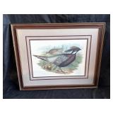 Framed print Pheasant Pucrasia Castanea