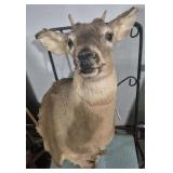 Taxidermy Spike Whitetail Deer Shoulder Mount