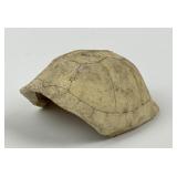 Turtle Shell