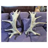Moose Antler Shed Set